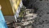Tysiące martwych pszczół pod Pleszewem. Co się wydarzyło w Wielkopolsce? Pszczelarze zapowiadają: Nie odpuścimy! Sprawę bada policja