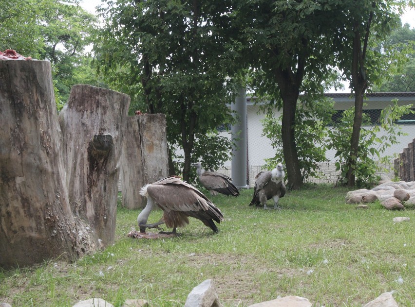 Sępy w zoo w Łodzi w nowej wolierze