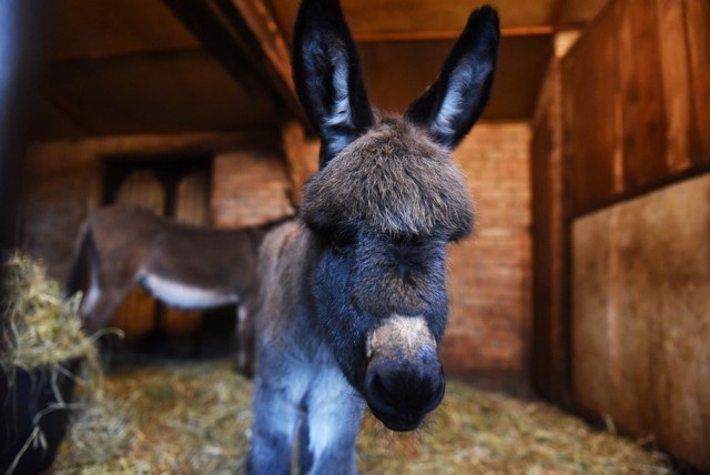 Poznań: W zoo urodził się osiołek Grześ!