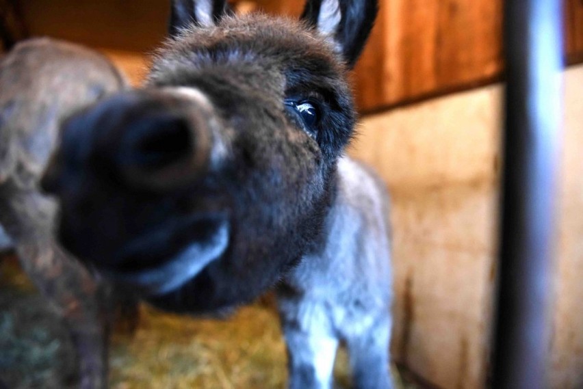 Poznań: W zoo urodził się osiołek Grześ!