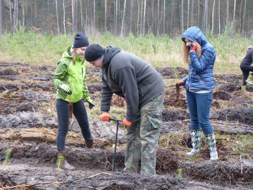 Uczniowie II LO w Radomsku posadzili las