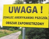 Pszczoły w Łódzkiem są zagrożone. Trwają kontrole w pasiekach