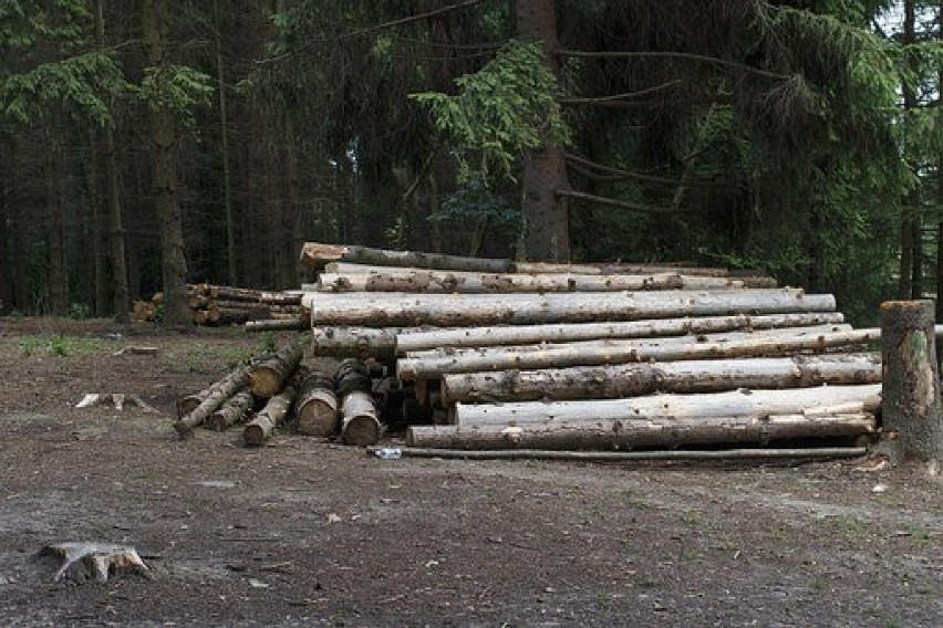 Choć ceny drewna opałowego w Lasach Państwowych nie...