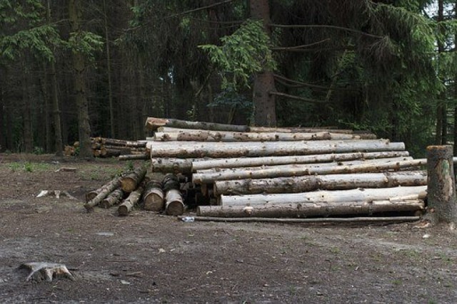Choć ceny drewna opałowego w Lasach Państwowych nie zmieniają się i oscylują od 130 zł za m3 iglastego do 170 zł za m3 liściastego, to przetworzenie go, czyli pocięcie i porąbanie, aby gotowe trafiło do klienta kosztuje już więcej. W składach drewna w Legnicy i okolicach zapłacimy o wiele więcej. Zobaczcie oferty z portalu OLX z Legnicy i okolic. Pod każdym zdjęciem znajdziecie cenę, opis i link do oferty --->>>