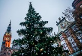 Gdańska choinka świąteczna przy fontannie Neptuna na Długim Targu. Wiemy kiedy rozbłyśnie!