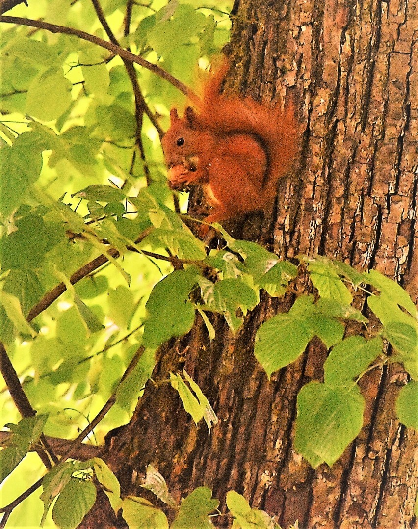 Wiewiórka w Sławnie - park miejski