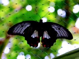 Wystawa motyli tropikalnych w Palmiarni Poznańskiej [ZDJĘCIA]