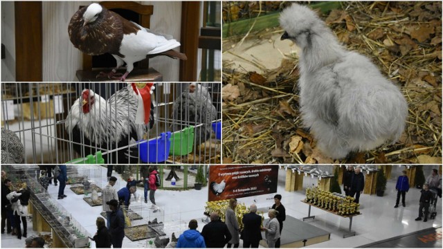 Podczas wystawy w tarnowskiej Jaskółce można oglądać rożne okazy drobiu, gołębi i królików