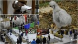 Inwazja królików, drobiu i gołębi w Arenie Jaskółka Tarnów. Wystawa niezwykłych gatunków zwierząt. Zobaczcie zdjęcia!