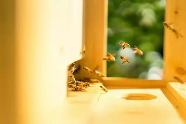 Kradzież 36 uli z pszczołami w Dobrczu. Straty zostały oszacowane na ponad 25 tys. zł!