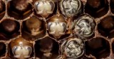 Tak wygląda cykl ewolucyjny pszczoły w przyspieszeniu [wideo]