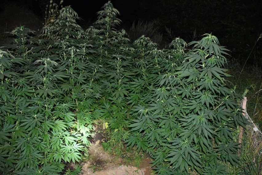 Przydomowa plantacja marihuany w gminie Kurzętnik