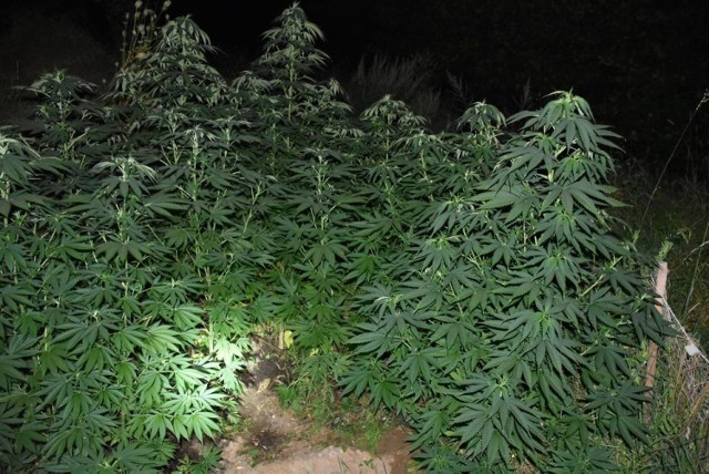 Przydomowa plantacja marihuany w gminie Kurzętnik