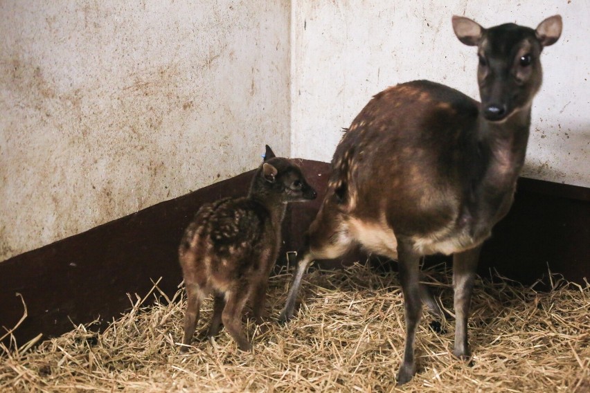 Nowy, wyjątkowy mieszkaniec zoo w Poznaniu.