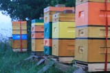 Rozpędziny: Zapraszamy na I Powiatowe Dożynki Pszczelarskie 