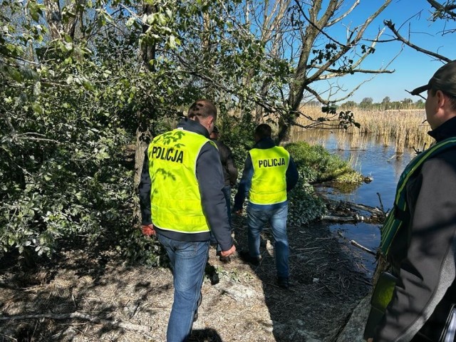 Dwóch mężczyzn odpowie za niszczenie gniazd kormoranów i uśmiercanie piskląt tych ptaków na Jeziorze Tonowskim w powiecie żnińskim.
