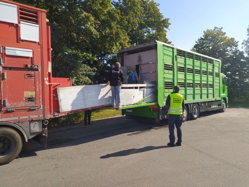 Kontrole ITD na drogach w Kujawsko-Pomorskiem: Ciężarówka przeładowana świniami i za ciężka wywrotka