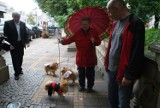 Petycja w sprawie utworzenia wybiegów dla psów trafiła do władz Kalisza