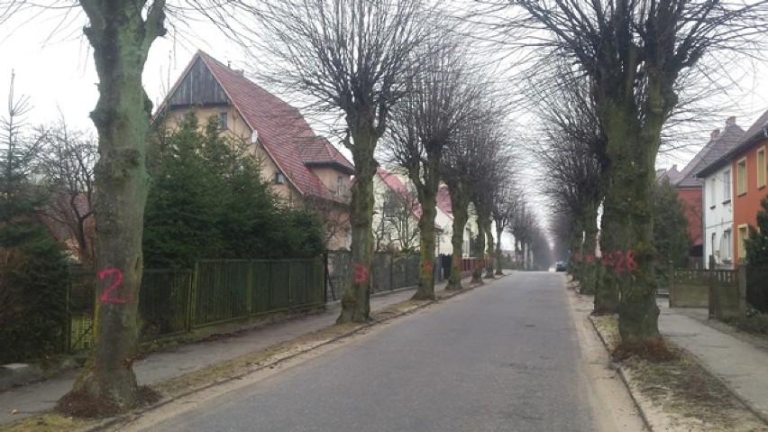 Na ulicy Miłej w Bytowie będzie wycinka drzew. Urzędnicy zapewniają, że będą nowe nasadzenia [FOTO] 