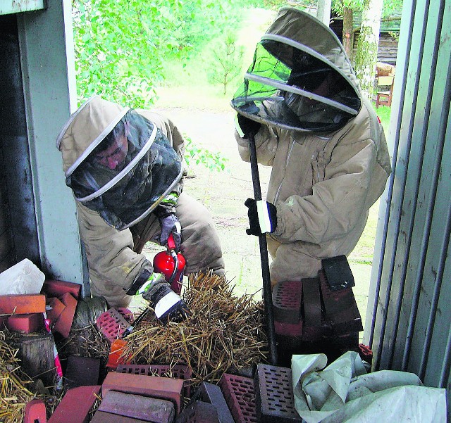 Strażacy co najmniej raz dziennie wyjeżdżają do gniazd owadów