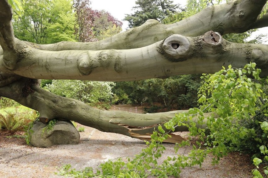 Ponad 200-letni buk runął w Ogrodzie Botanicznym UW. ''Strata jest ogromna, trudno sobie wyobrazić ogród bez tego drzewa''