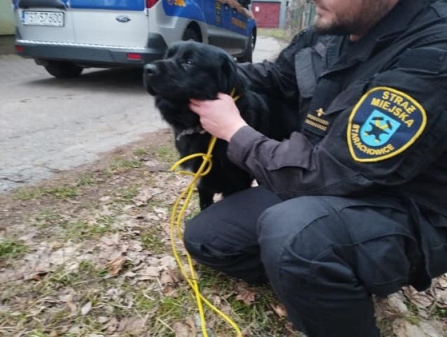 Straż Miejska w Starachowicach otrzymała informację o porzuconym psie przywiązanym kablem do ogrodzenia. Zobacz więcej na kolejnych zdjęciach >>>>