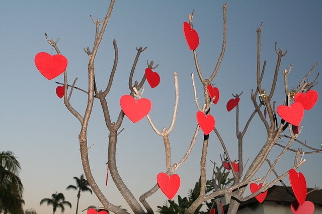 Źródło: http://commons.wikimedia.org/wiki/File:Valentinesdaytree.jpg