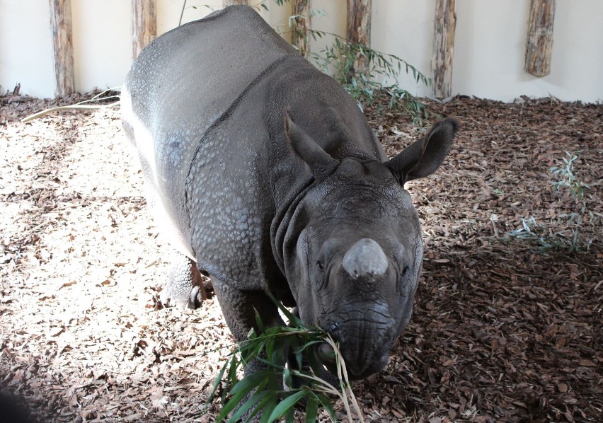 Do nowego lokum wprowadził się Karun, nosorożec indyjski,...
