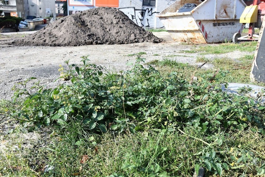 Krzew pomidorów rośnie w centrum Opola na placu, który był...