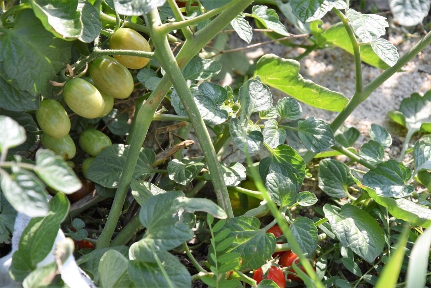 Krzew pomidorów rośnie w centrum Opola na placu, który był...