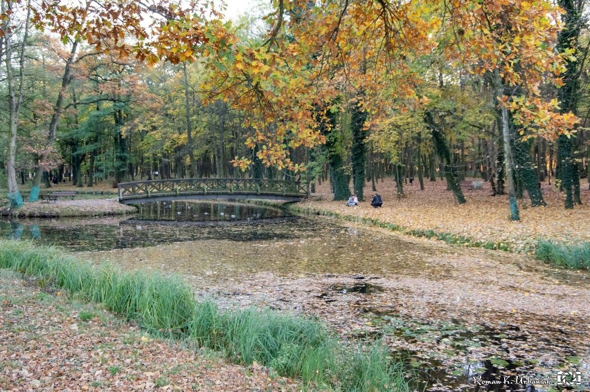 Pleszew. Kompleks Leśny "Planty" jesienią zachwyca. Idealne...