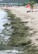 Sinice w Bałtyku. Sprawdź, które kąpieliska w Trójmieście są zamknięte?