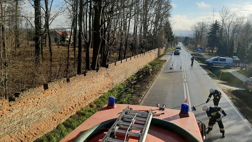 Mocne podmuchy halnego sprawiły, że drzewa łamią się, jak...