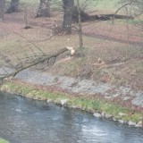 Bobry budują kolejną tamę w centrum miasta w okolicy nowego mostu na Kaczawie w Legnicy ZDJĘCIA