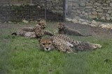 W opolskim zoo urodziło się dziewięć gepardów [wideo, zdjęcia]