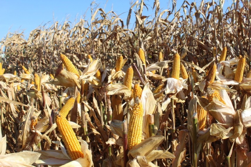 Dni kukurydzy 2018 w Osięcinach [zdjęcia]    