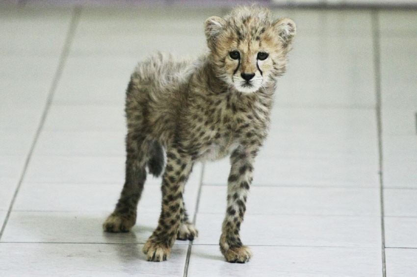 Prezentacja małej samicy geparda w zoo w Łodzi [ZDJĘCIA]