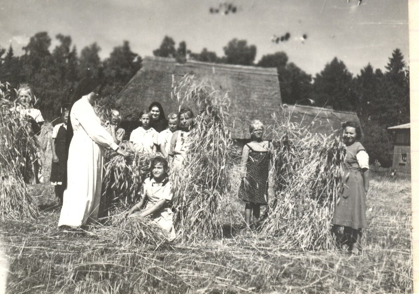 Zalesin, żniwa, lata 50. XX w.