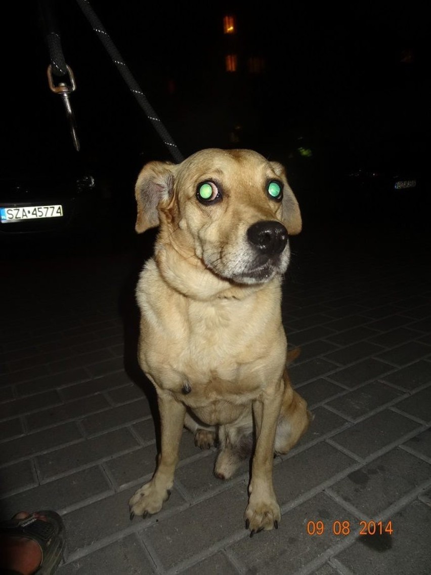 Na ulicy Paderewskiego w Zawierciu znaleziono kundelka. Pies...