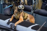 Sztab Generalny: żołnierze wystąpili z propozycją nadawania stopni wojskowych psom. "Zamierzamy odpowiedzieć pozytywnie"