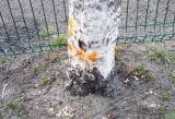 Ktoś truje dorodne drzewa przy ul. Bydgoskiej