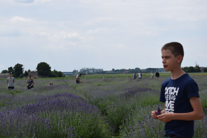 Pakszyn. Lawendowe Zdroje o krok od zakwitnięcia. Sklep i kawiarnia już otwarte! [FOTO]