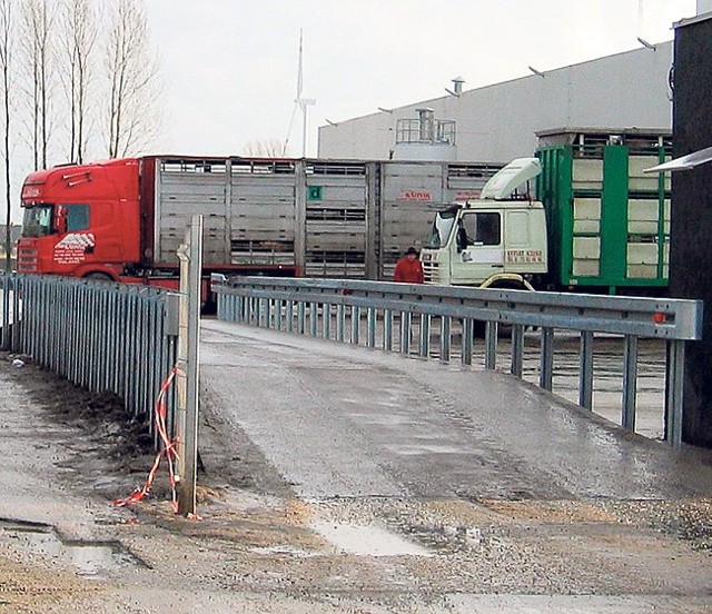 Dziennie w Pini Polonia ubija się 8 tys. sztuk trzody chlewnej