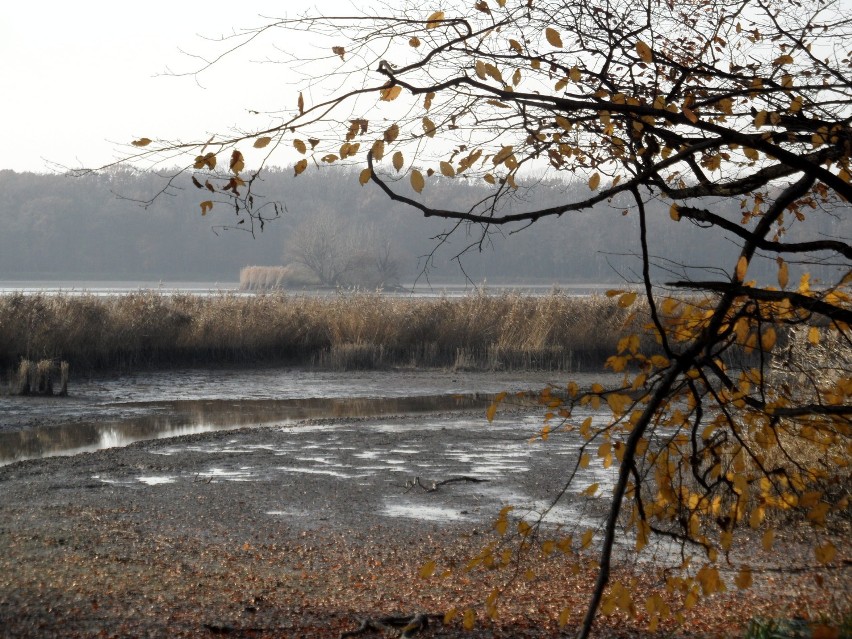 Rezerwat Łężczok zaśmiecony odpadami kolejowymi