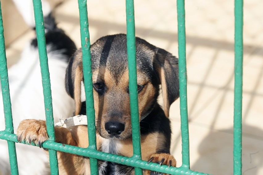 Te psy czekają na adopcję w legnickim schronisku, są także szczeniaki [ZDJĘCIA] 