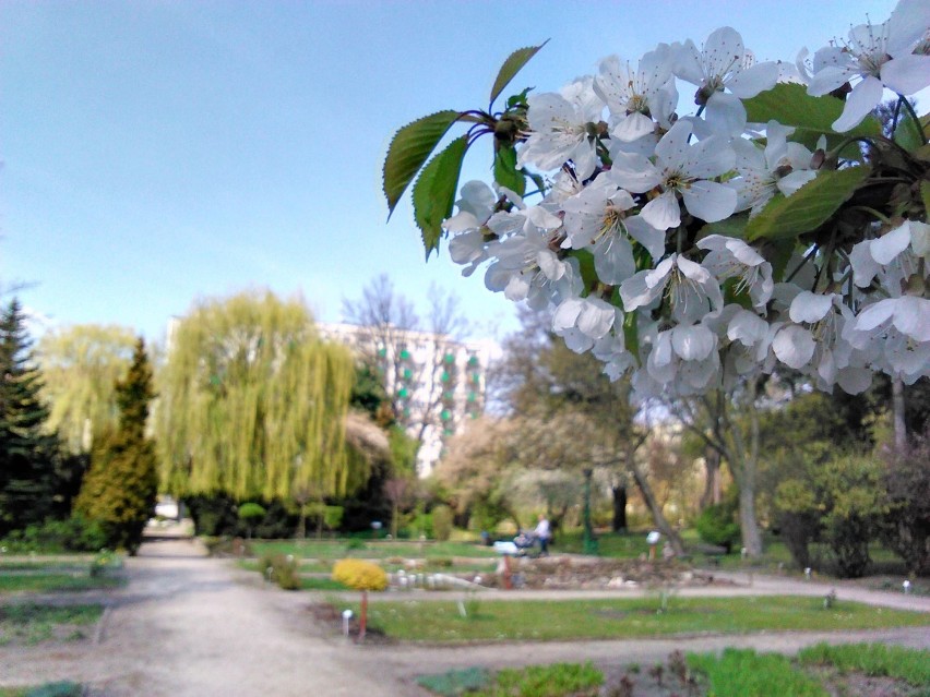 Wiosna zadomowiła się w Bydgoszczy na dobre [zdjęcia]