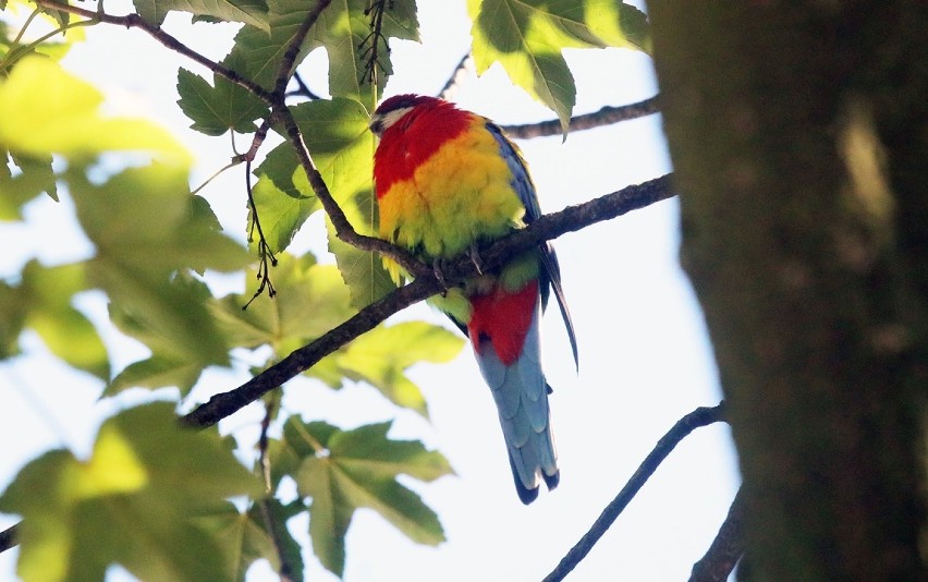 Bajecznie kolorowa papuga na drzewie w Legnicy [ZDJĘCIA]
