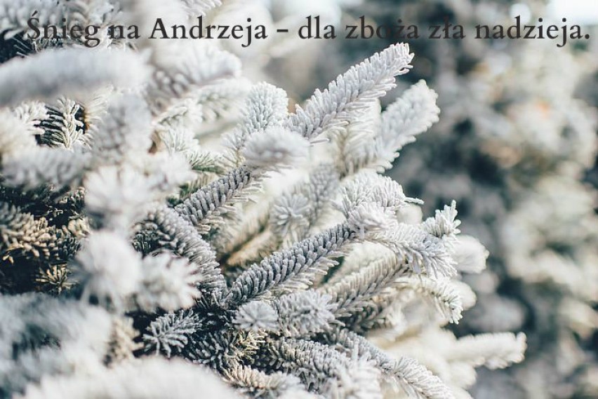 Śnieg na Andrzeja - dla zboża zła nadzieja.