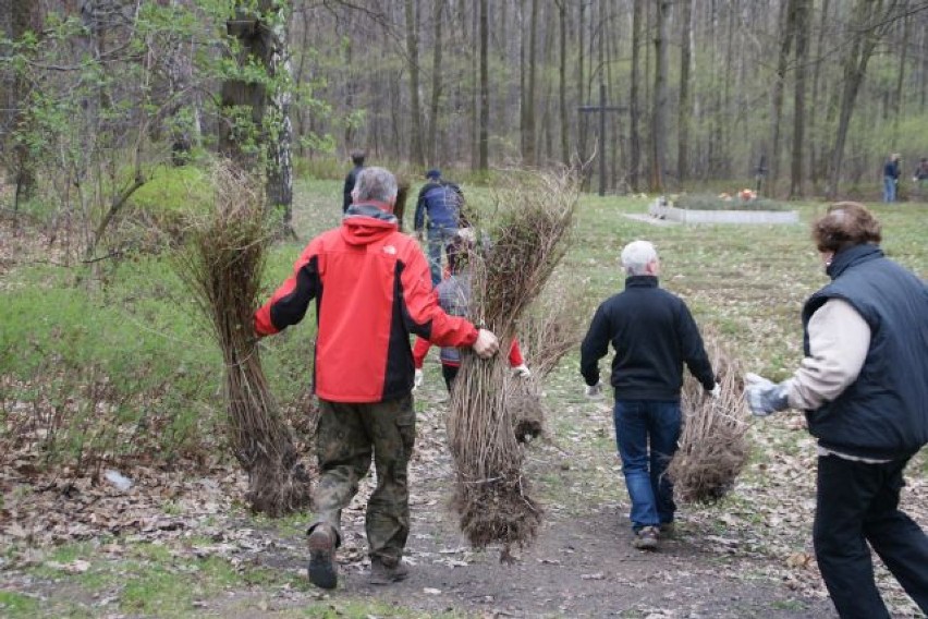 Mysłowice: cmentarz leśny w Wesołej: Działacze RAŚ posprzątali śmieci i posadzili nowe krzewy 