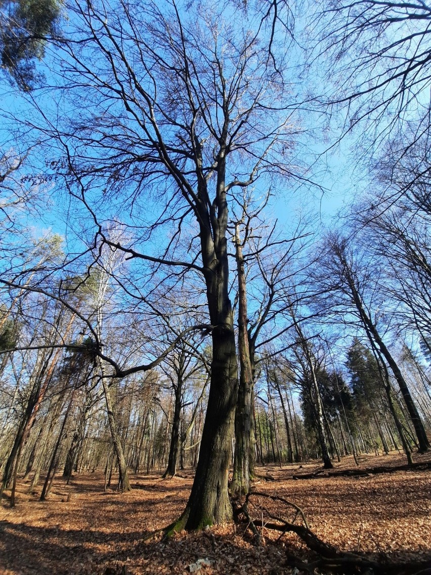 Lasy Murckowskie i drzewa przeznaczone do wycinki